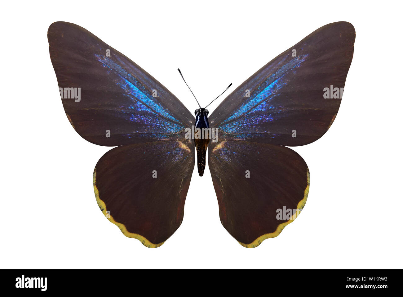 Braune Schmetterling mit einem blauen Farbton auf den Flügeln. auf weißem Hintergrund Stockfoto