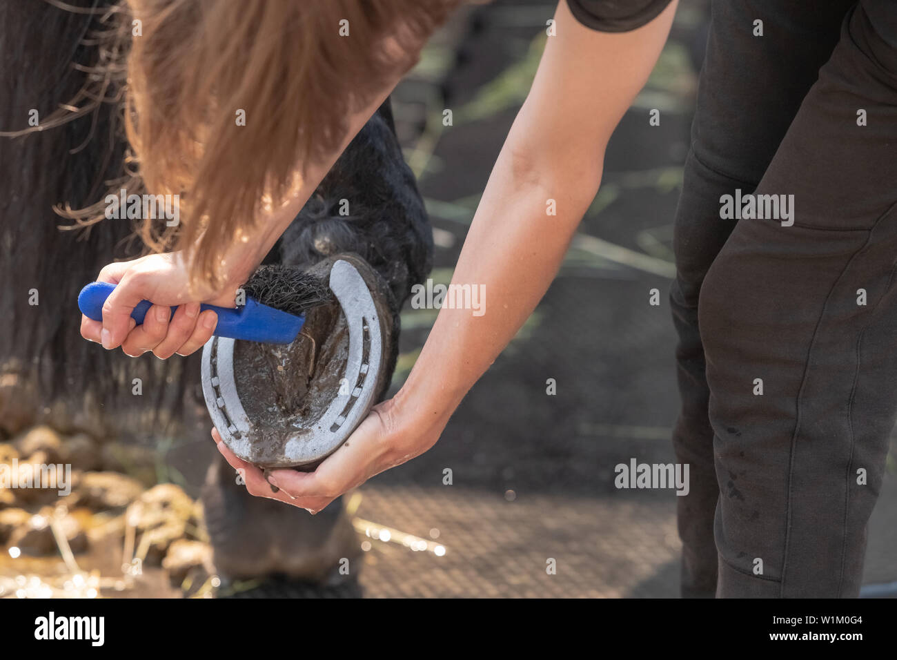 Beschreibung: Mädchen ist die Reinigung eines Pferdehuf vor dem Training im Freien Stockfoto