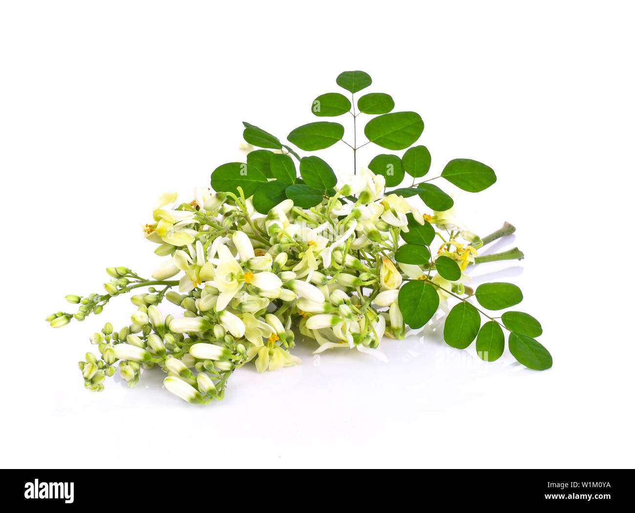 Moringa Blumen auf weißem Hintergrund Stockfoto