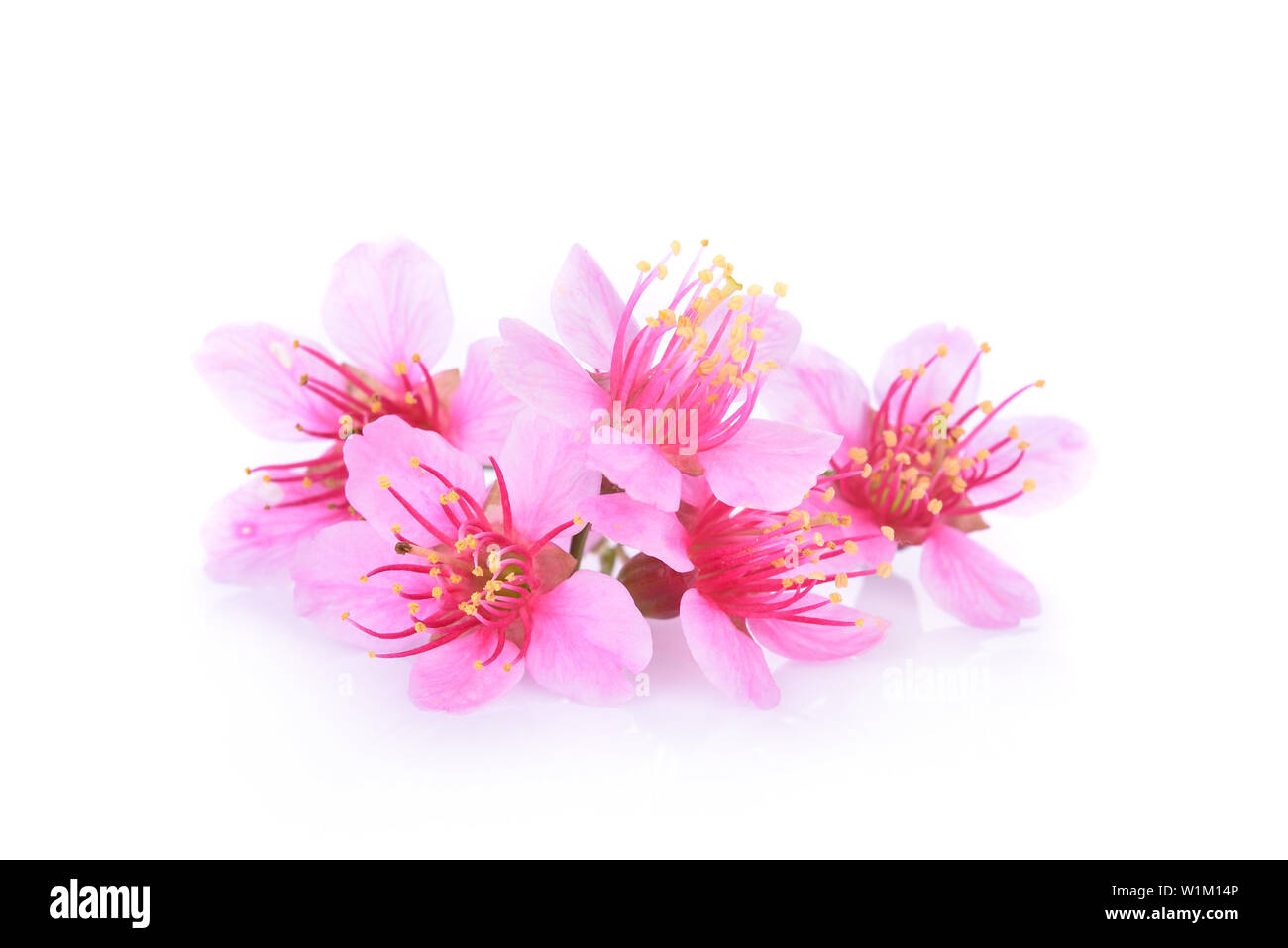 Pink Cherry Blossom Flowers weißer Hintergrund Stockfoto