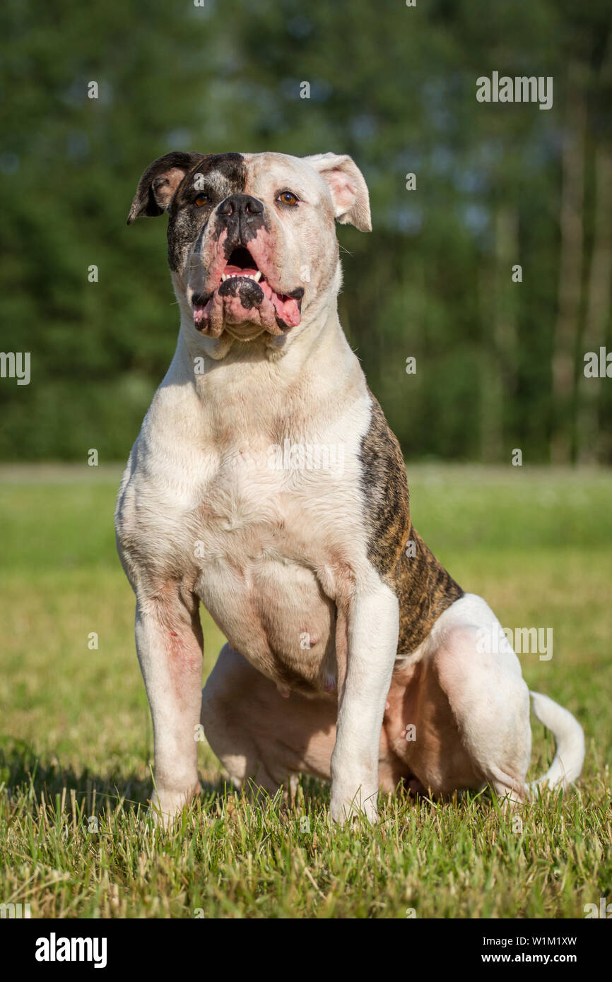 American Bulldog Hundin Sitzen Stockfotografie Alamy