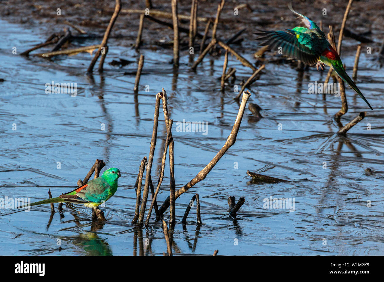 Red-rumped Papageien nach Wasser aus einem gefrorenen Teich an der Campbell Park, ACT, Australien an einem Wintermorgen im Juni 2019 Stockfoto