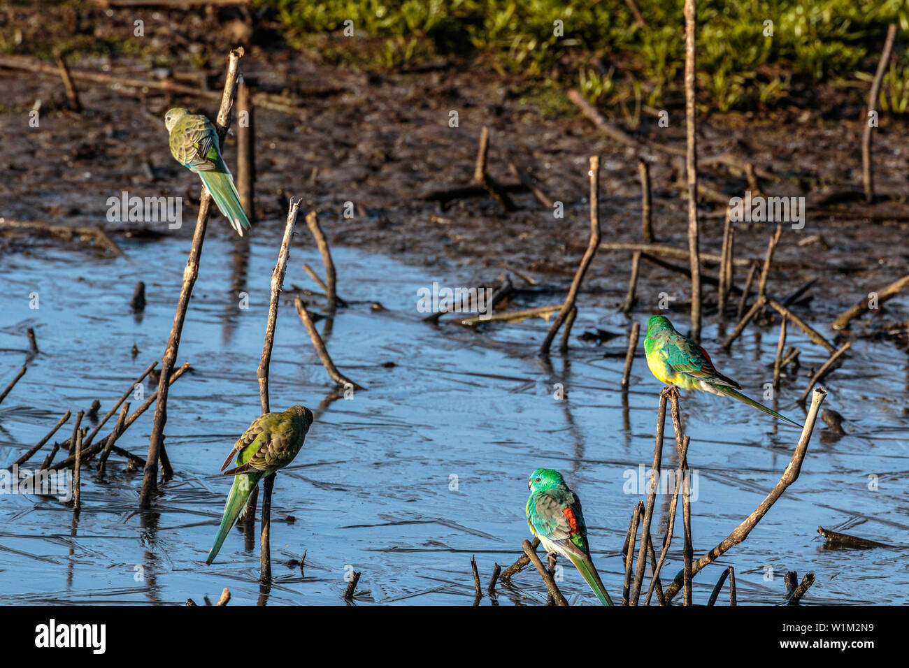 Red-rumped Papageien nach Wasser aus einem gefrorenen Teich an der Campbell Park, ACT, Australien an einem Wintermorgen im Juni 2019 Stockfoto