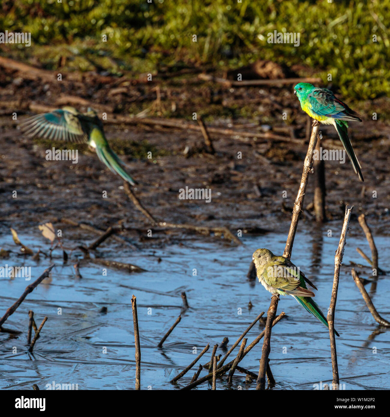Red-rumped Papageien nach Wasser aus einem gefrorenen Teich an der Campbell Park, ACT, Australien an einem Wintermorgen im Juni 2019 Stockfoto