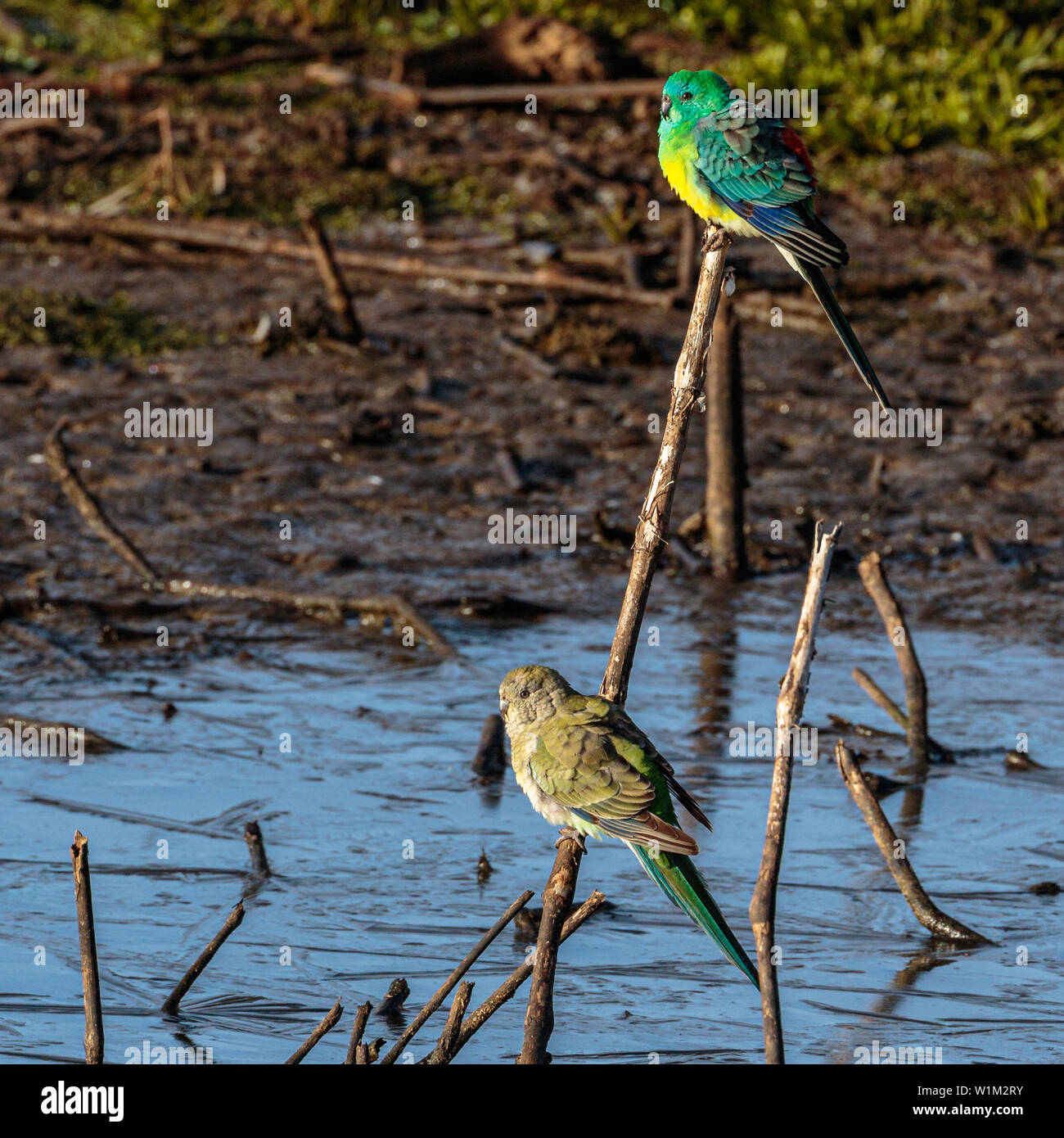 Red-rumped Papageien nach Wasser aus einem gefrorenen Teich an der Campbell Park, ACT, Australien an einem Wintermorgen im Juni 2019 Stockfoto