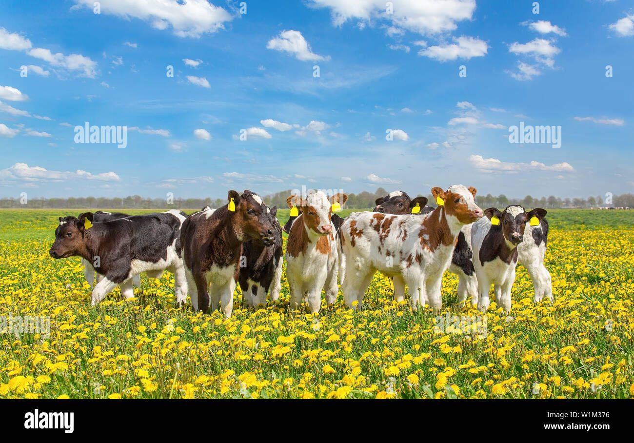 Gruppe von neugeborenen Kälbern zusammen in niederländischen Weide stehend mit gelben Löwenzahn Stockfoto
