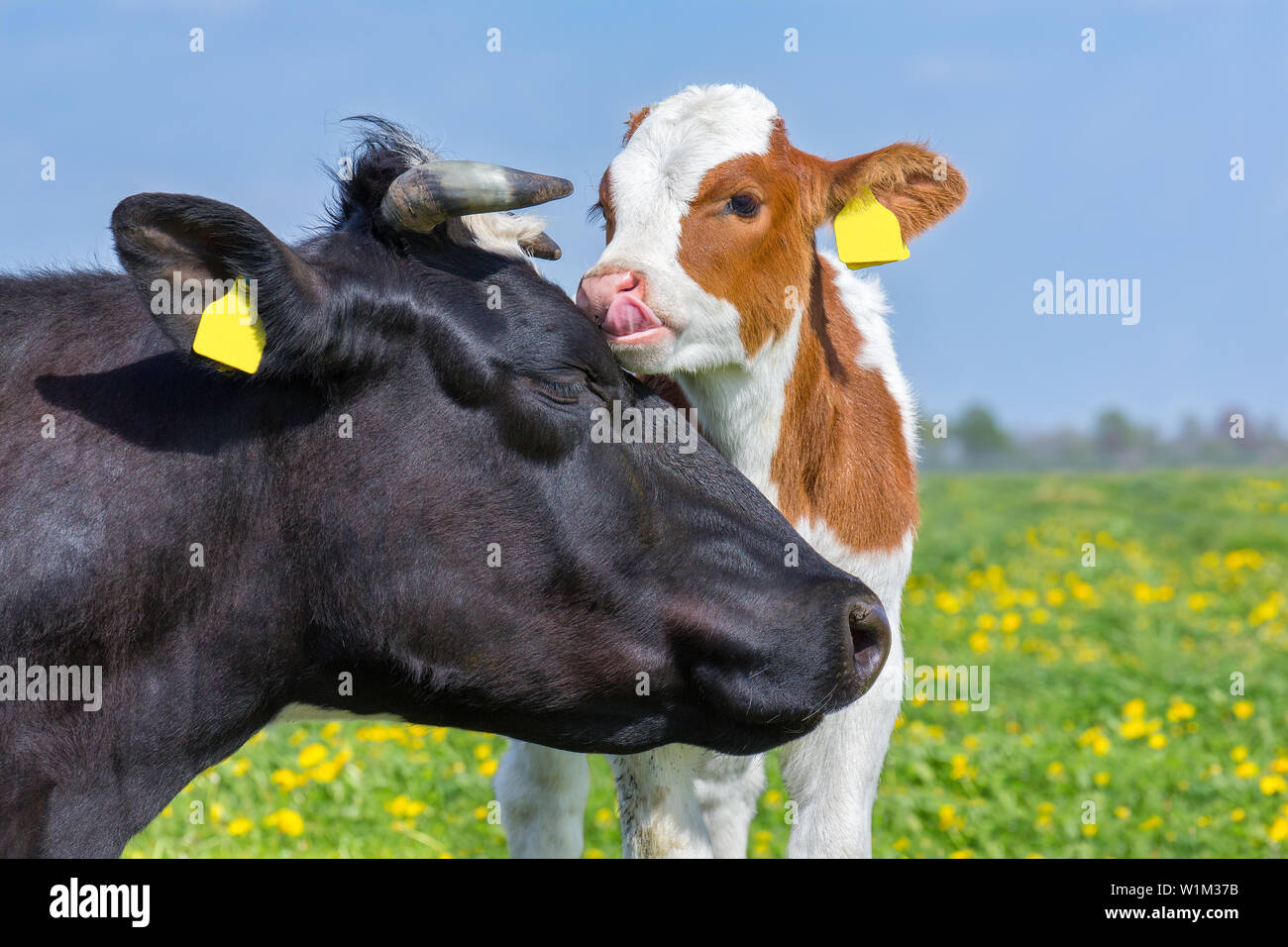 Portrait Köpfe von Mutter Kuh und neugeborenes Kalb in blühenden europäischen Weide Stockfoto
