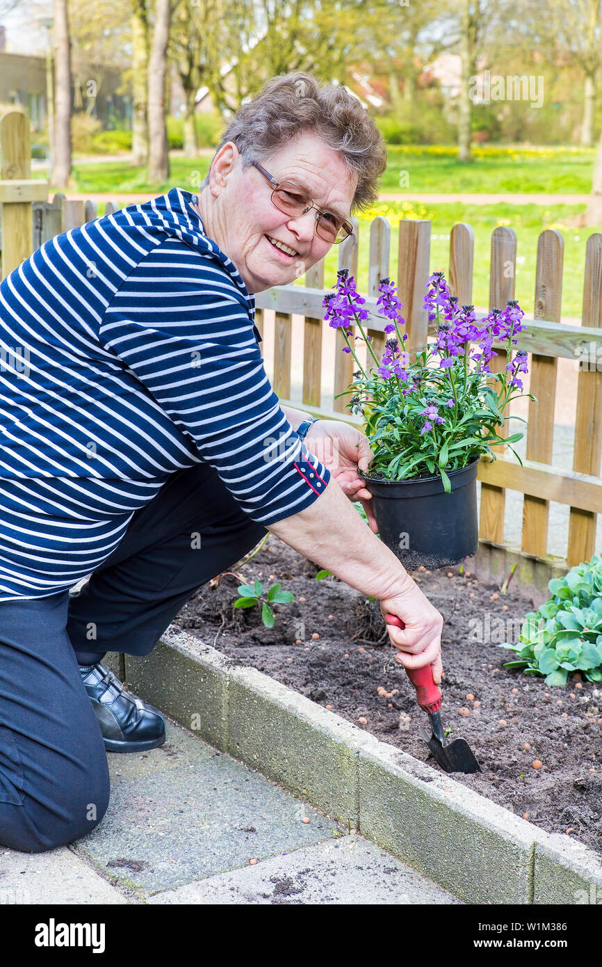 Senior kaukasische Frau Pflanzen violett Topfpflanze in Garten Boden Stockfoto