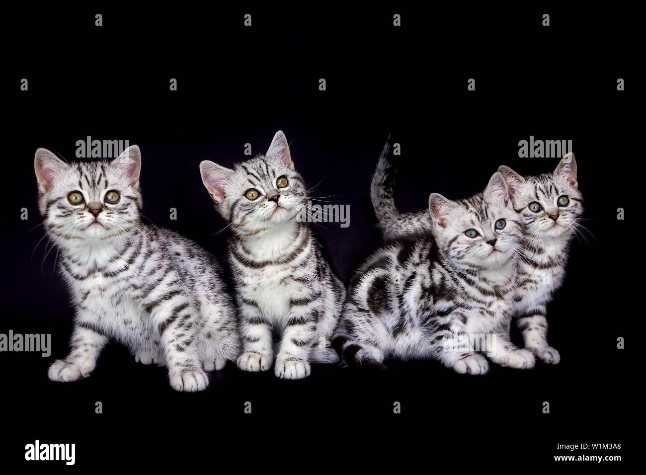 Gruppe junger Tabby Katzen auf schwarzem Hintergrund Stockfoto