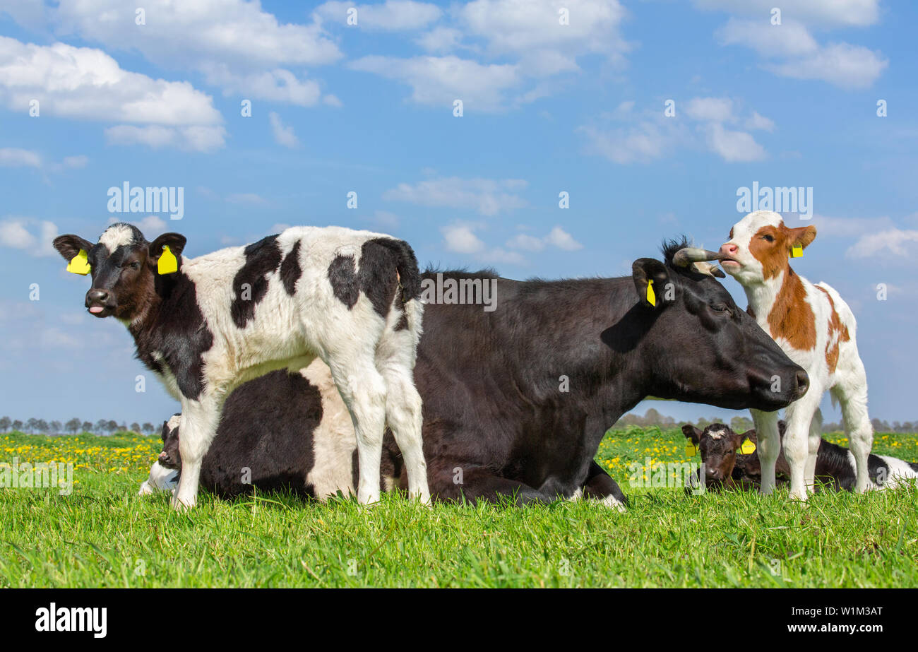 Mutter Kuh mit Gruppe von neugeborenen Kälbern in Grün niederländische Wiese Stockfoto