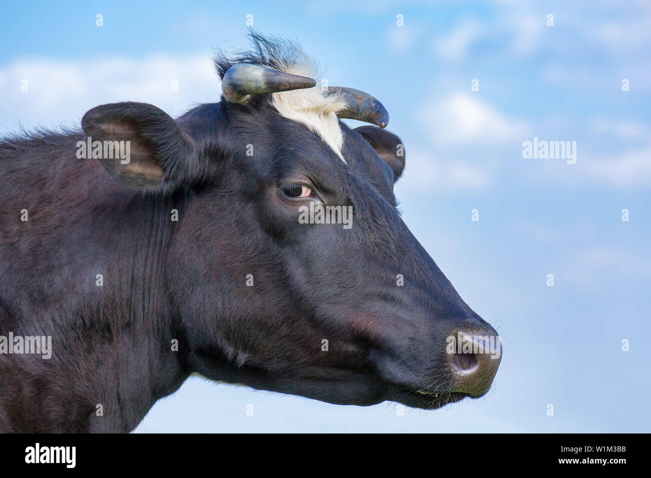 Portrait Leiter der schwarzen europäischen Milchkuh und blauer Himmel Stockfoto