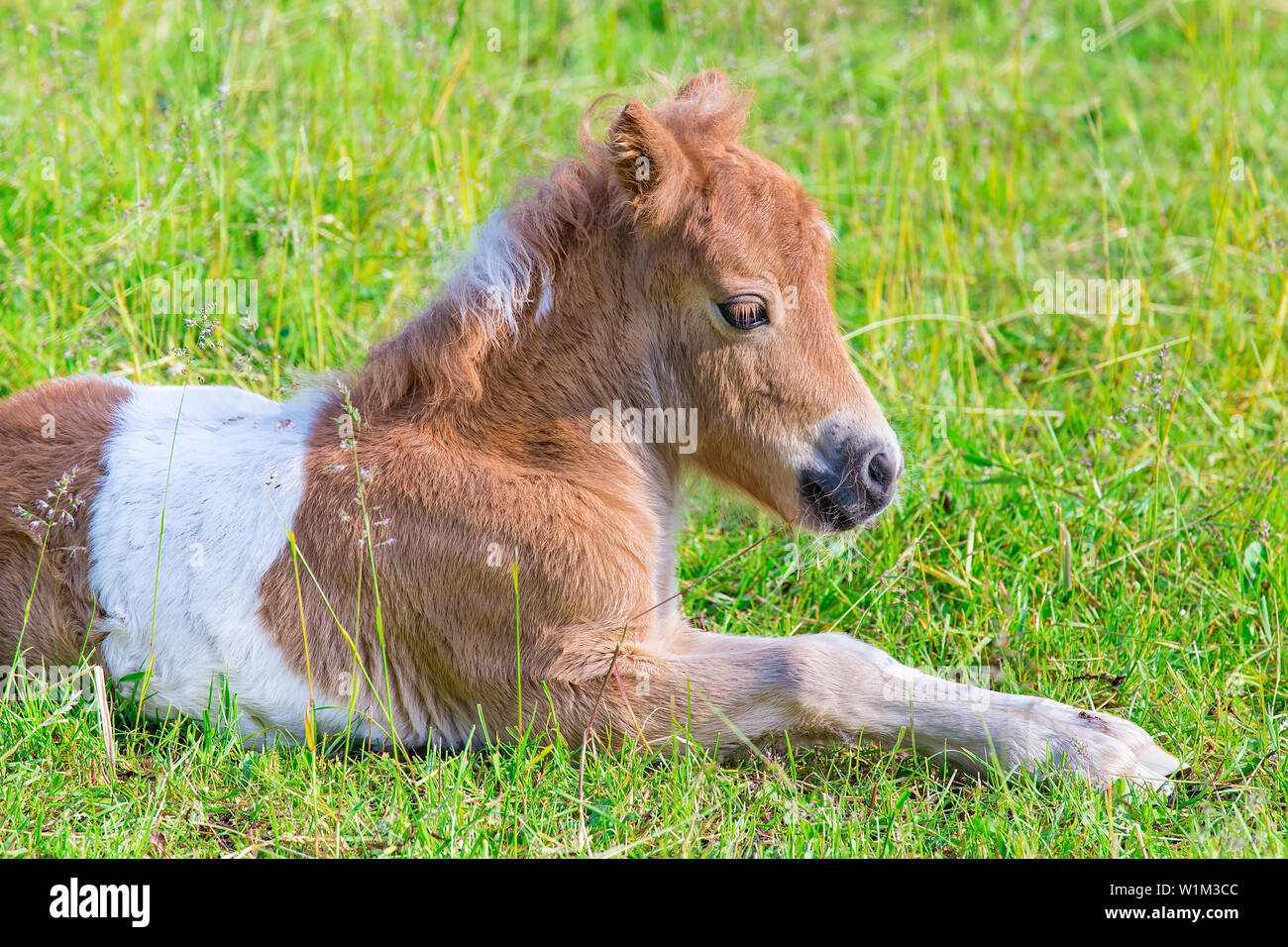 Close up Portrait von Lügen Young Pony Fohlen im niederländischen Weide Stockfoto