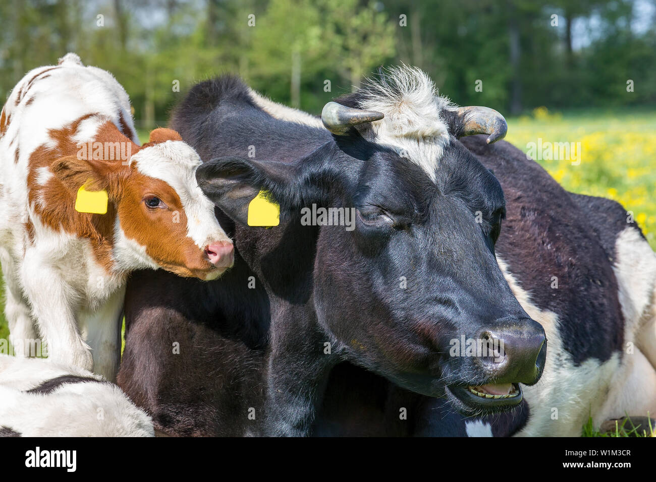 Portrait Köpfe von Mutter Kuh mit neugeborenen Kalb in niederländischen Wiese Stockfoto