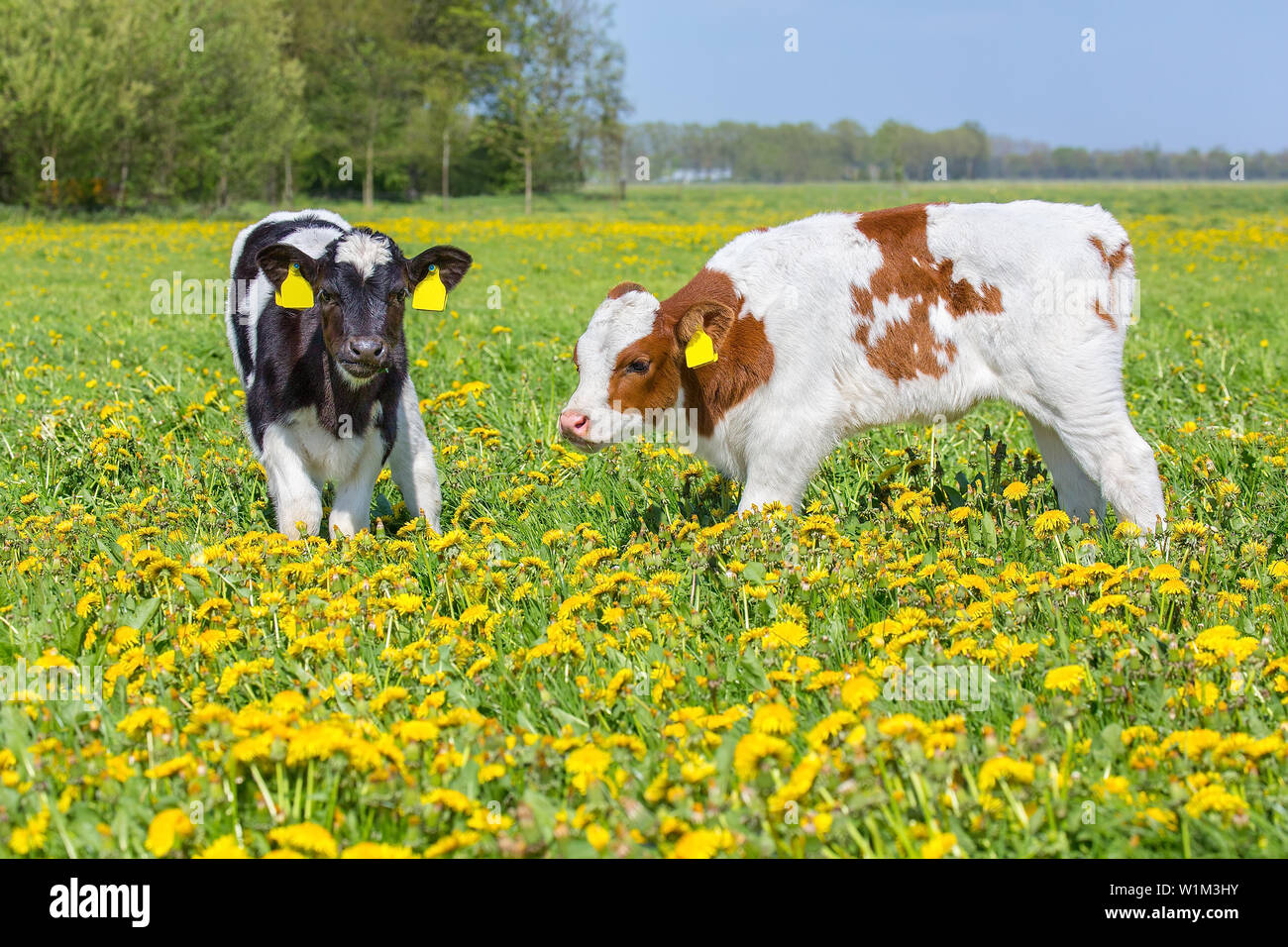 Zwei neugeborene Kälber zusammen in europäischen Weide stehend mit Löwenzahn Stockfoto