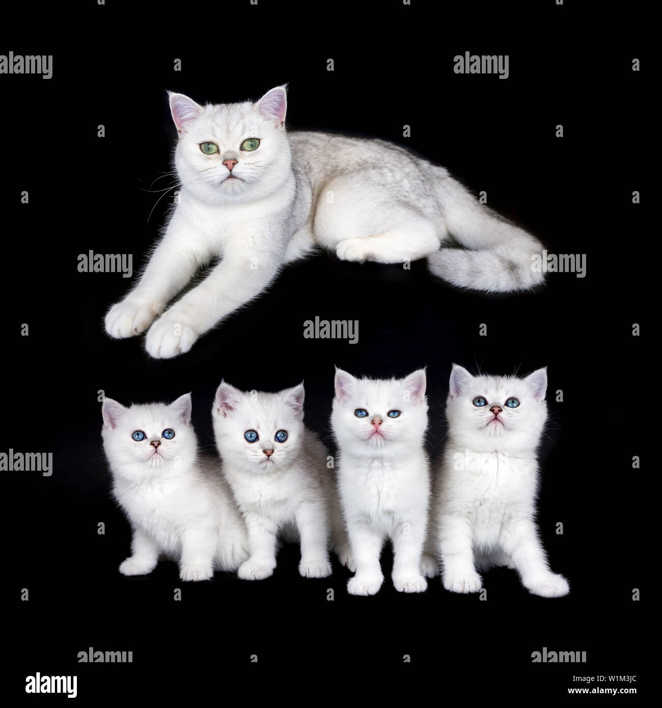Weisse Katze mit Nest von vier Kätzchen auf schwarzem Hintergrund Stockfoto