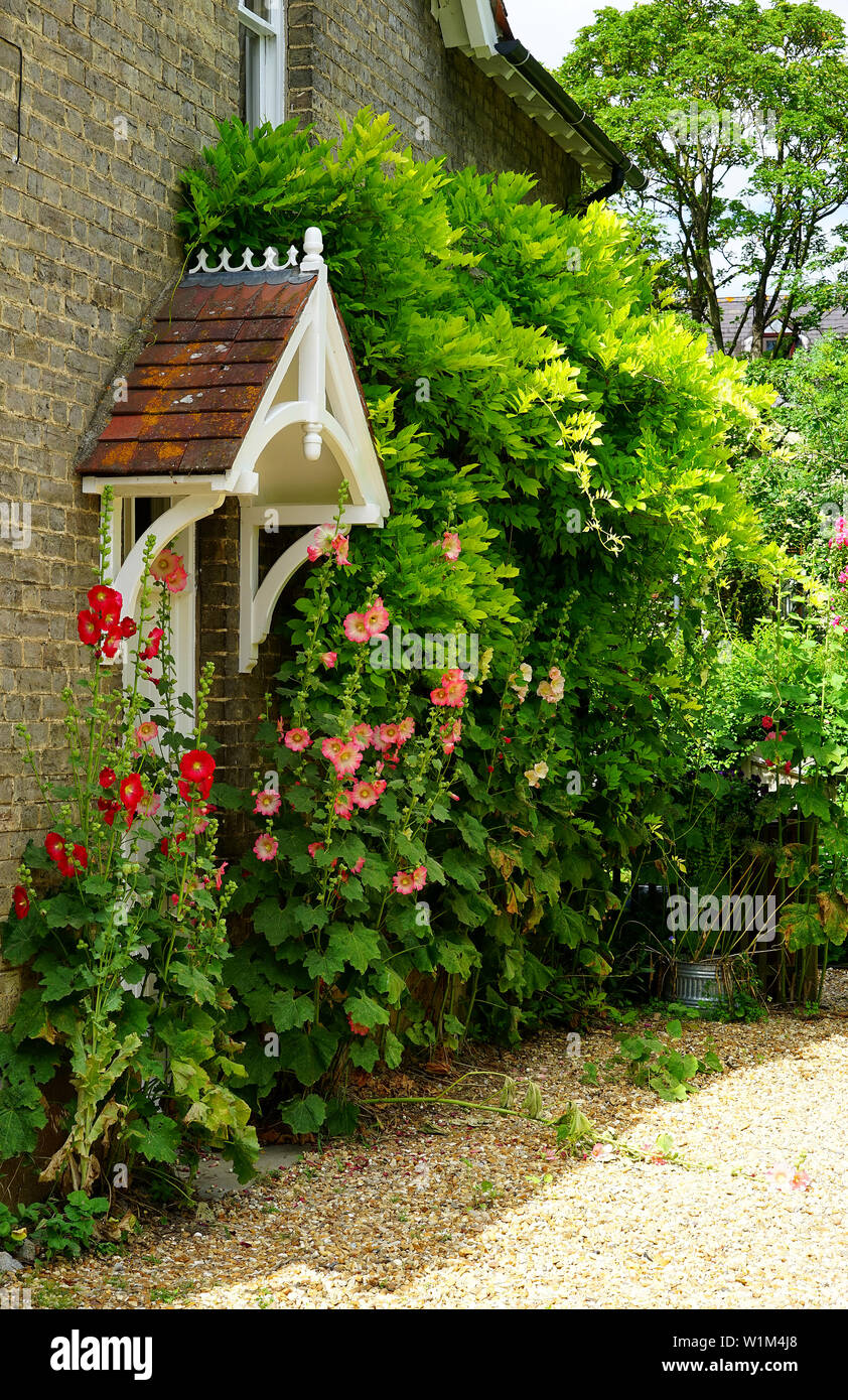 Stockrosen um eine Tür im Mill Street, Ashwell Stockfoto