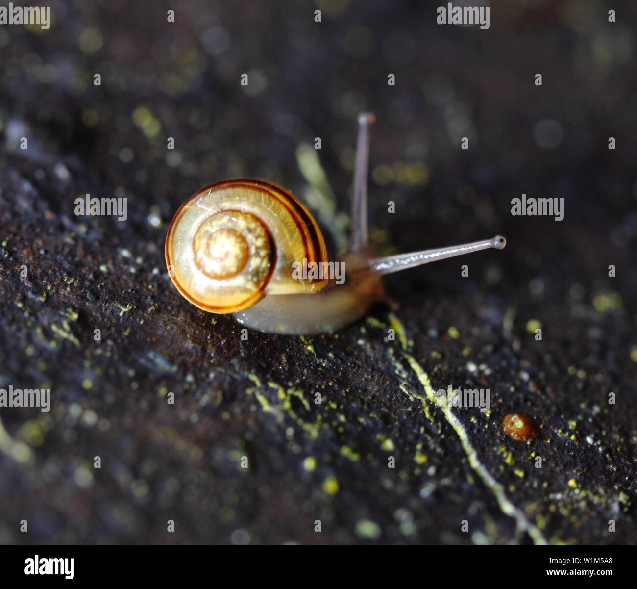 Ich stieß auf diese Wand auf einer Wohnsiedlung und es war in Schnecken bedeckt, alle Farben! Queensway, Wellingborough, Northamptonshire Stockfoto
