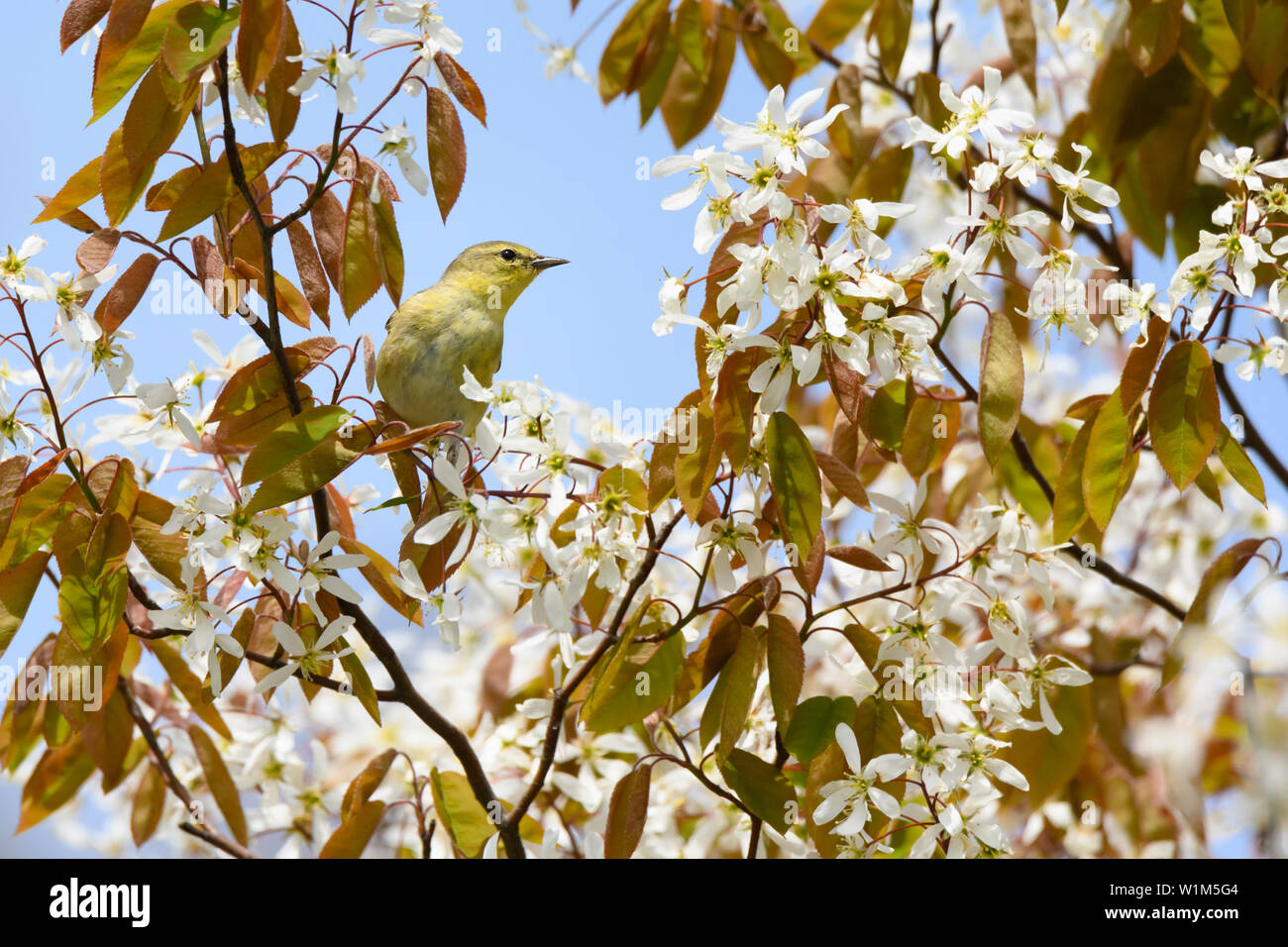 Eine Migration von weiblichen Tennessee Warbler Grünfutter für eine Mahlzeit in einige blühende serviceberry bei Toronto, Ontario beliebte Ashbridges Bay Park. Stockfoto