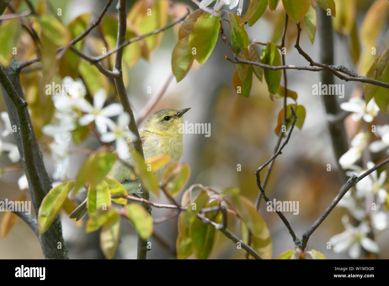 Eine Migration von weiblichen Tennessee Warbler Grünfutter für eine Mahlzeit in einige blühende serviceberry bei Toronto, Ontario beliebte Ashbridges Bay Park. Stockfoto