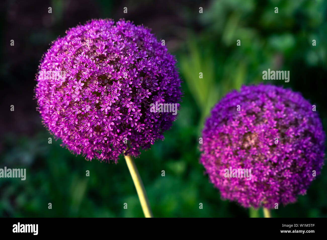 Riesige violette Zwiebel (Allium Giganteum) Blumen blühen Stockfoto