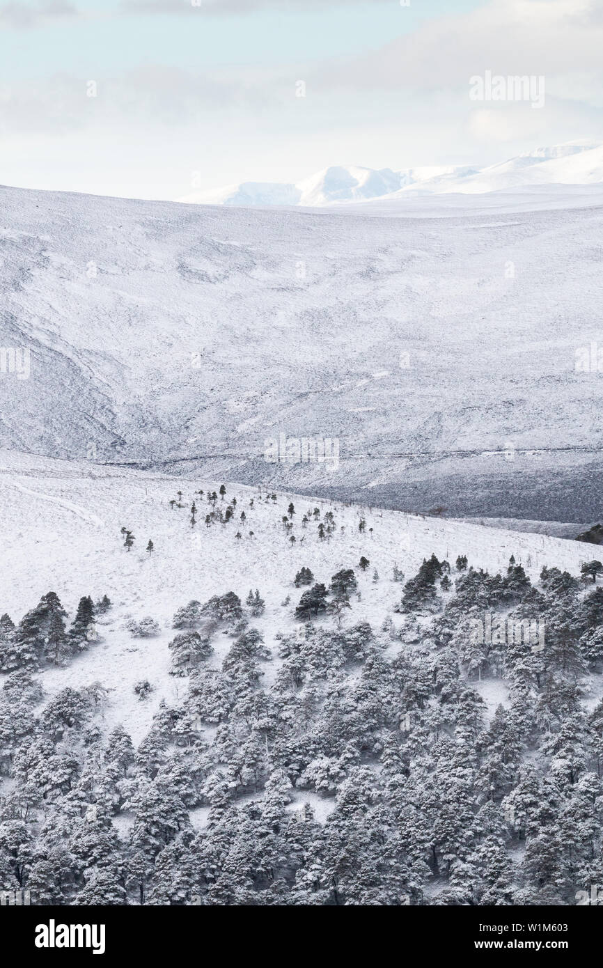 Glentanar Pinienwald im Winter mit Lochnagar im entfernten Hintergrund Stockfoto
