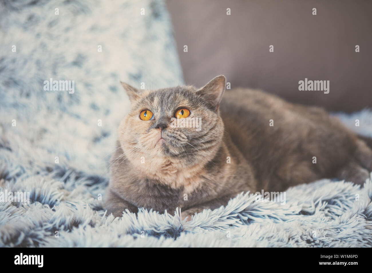 Süße Träume Katze liegend auf einer blauen Decke Stockfoto