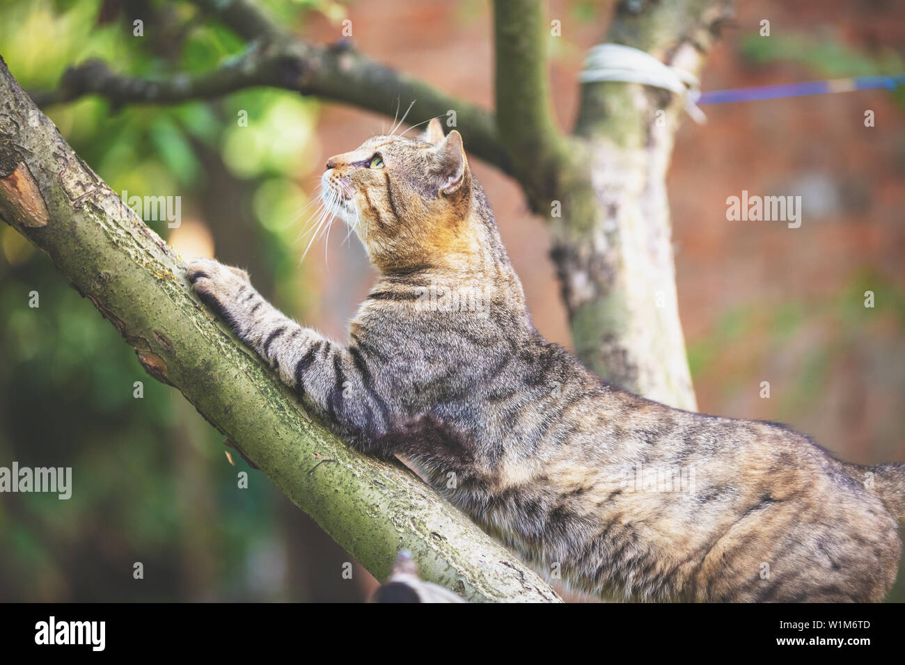 Süße Katze sitzt in einem Zweig der Apfelbaum in der Obstgarten Stockfoto