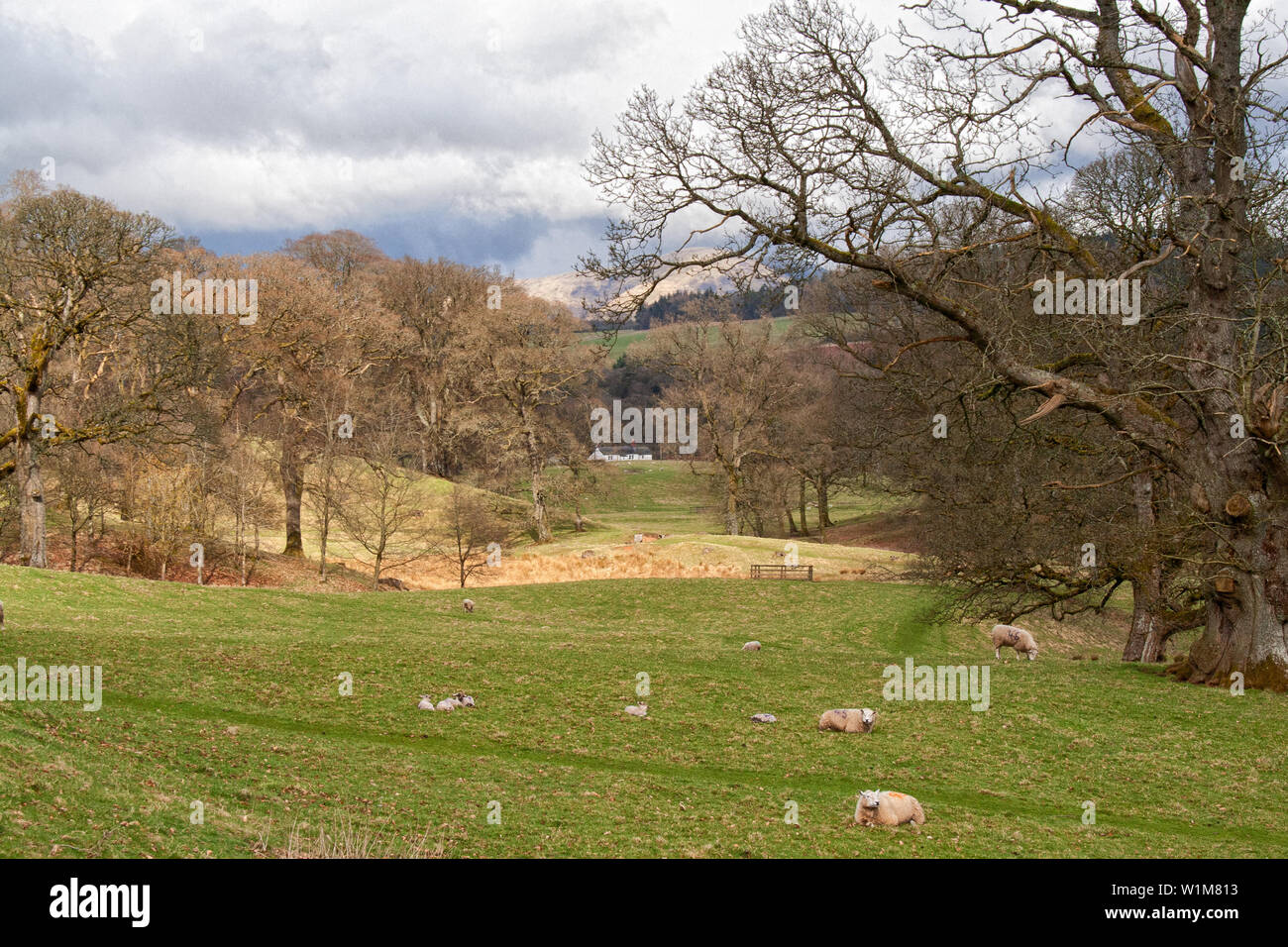 Drumlanrig Castle Grounds Stockfoto