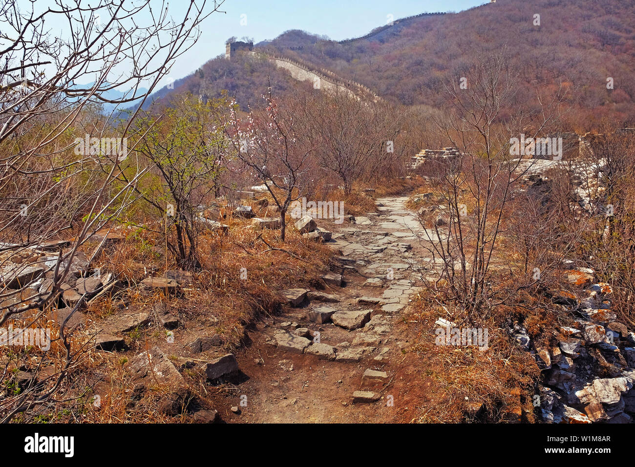 Panoramablick auf die beschädigte Jiankou-Abschnitt der Grossen Mauer von China, in der Nähe von Mutianyu, von grünen und gelben Vegetation unter kaltem bl umgeben Stockfoto