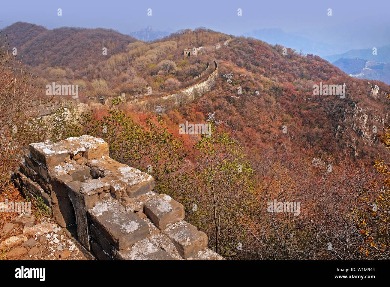 Panoramablick auf die beschädigte Jiankou-Abschnitt der Grossen Mauer von China, in der Nähe von Mutianyu, von grünen und gelben Vegetation unter kaltem bl umgeben Stockfoto