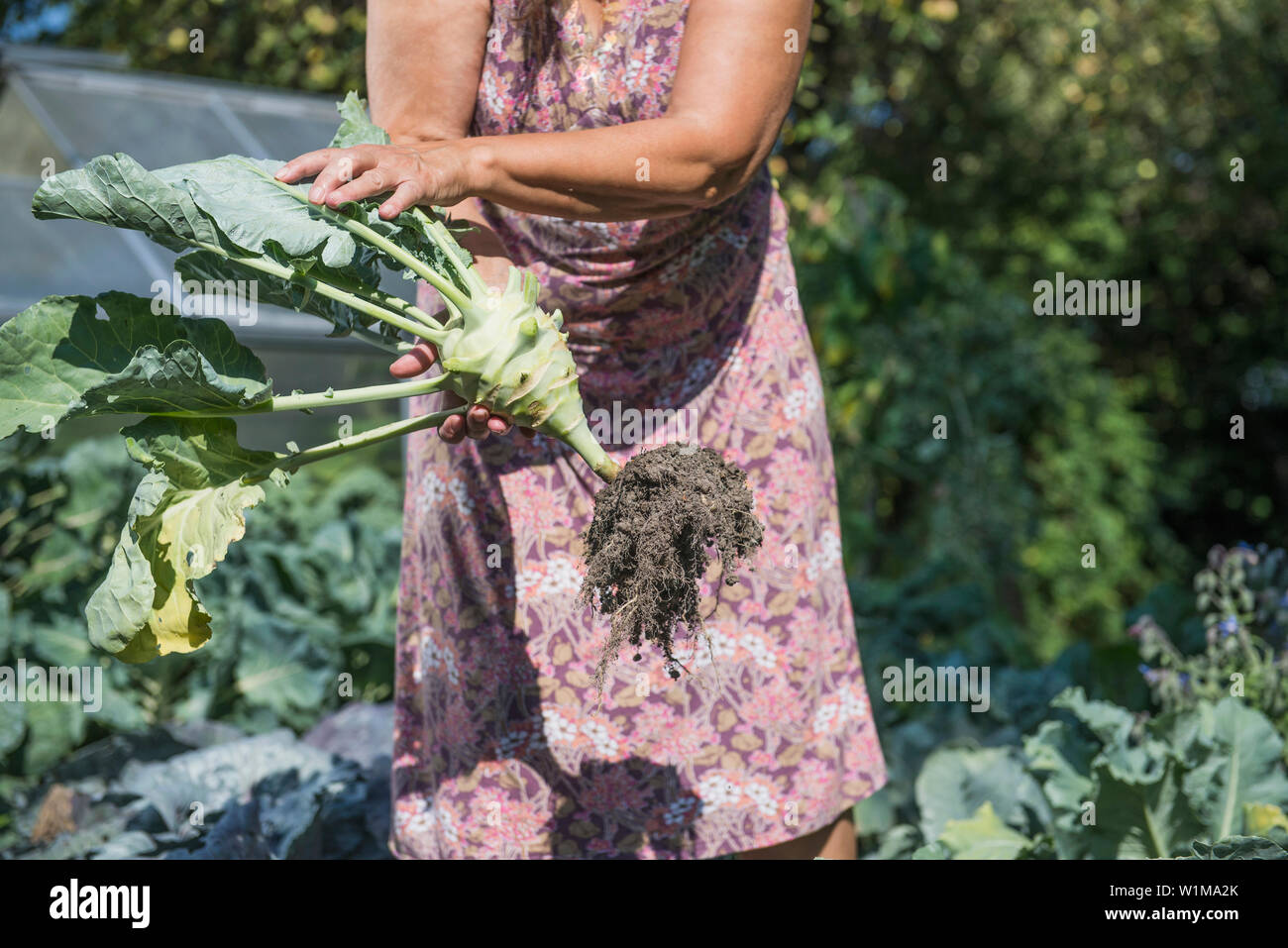 Ältere Frau ernten Kohlrabi im Gemüsegarten, Altötting, Bayern, Deutschland Stockfoto