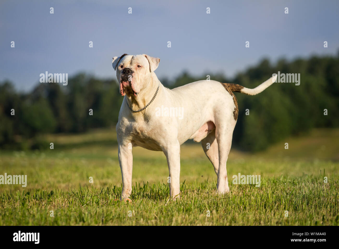 Starker Hund Stockfotos und -bilder Kaufen - Alamy