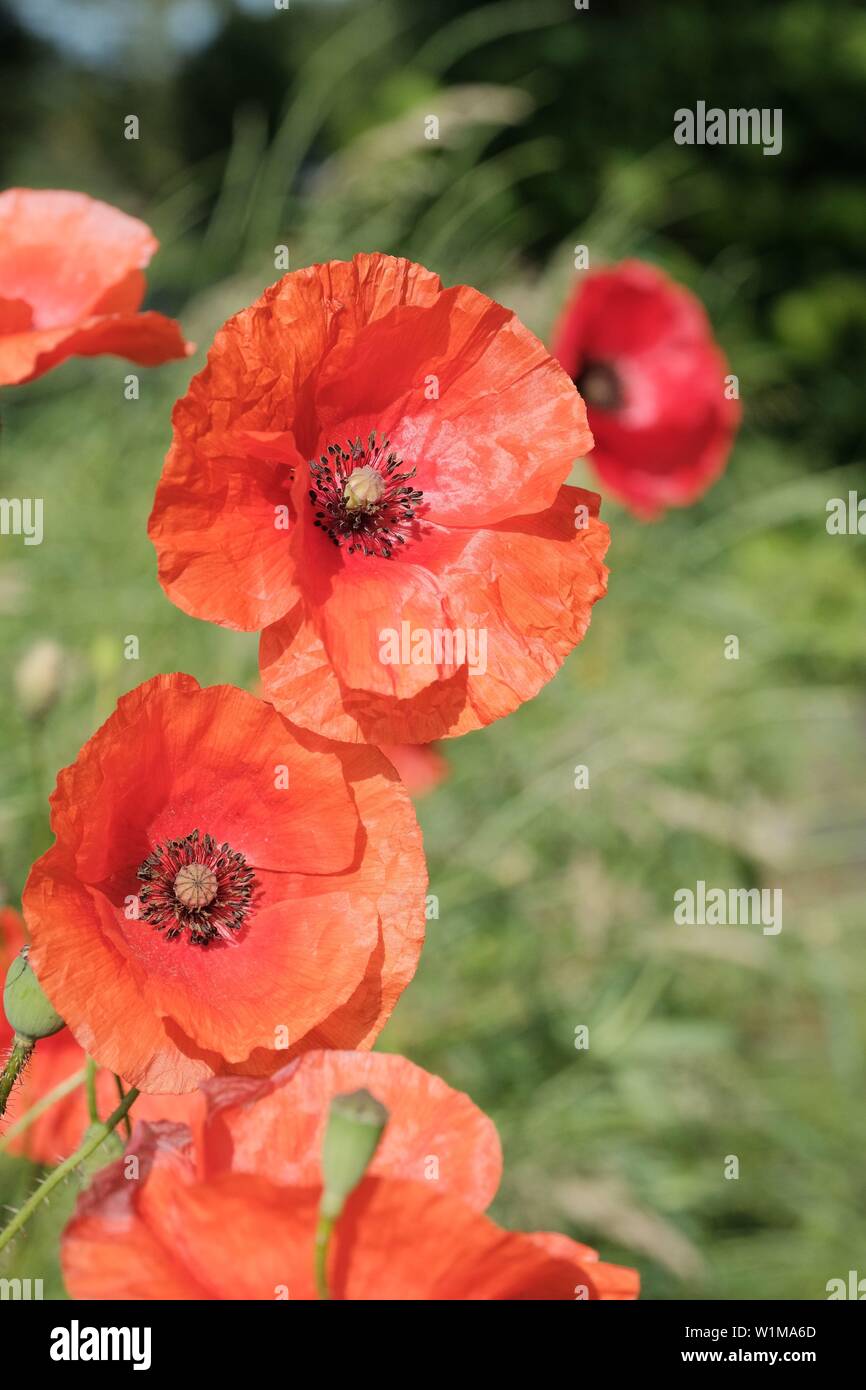 Erinnerung Mohn, Roter Mohn Stockfoto