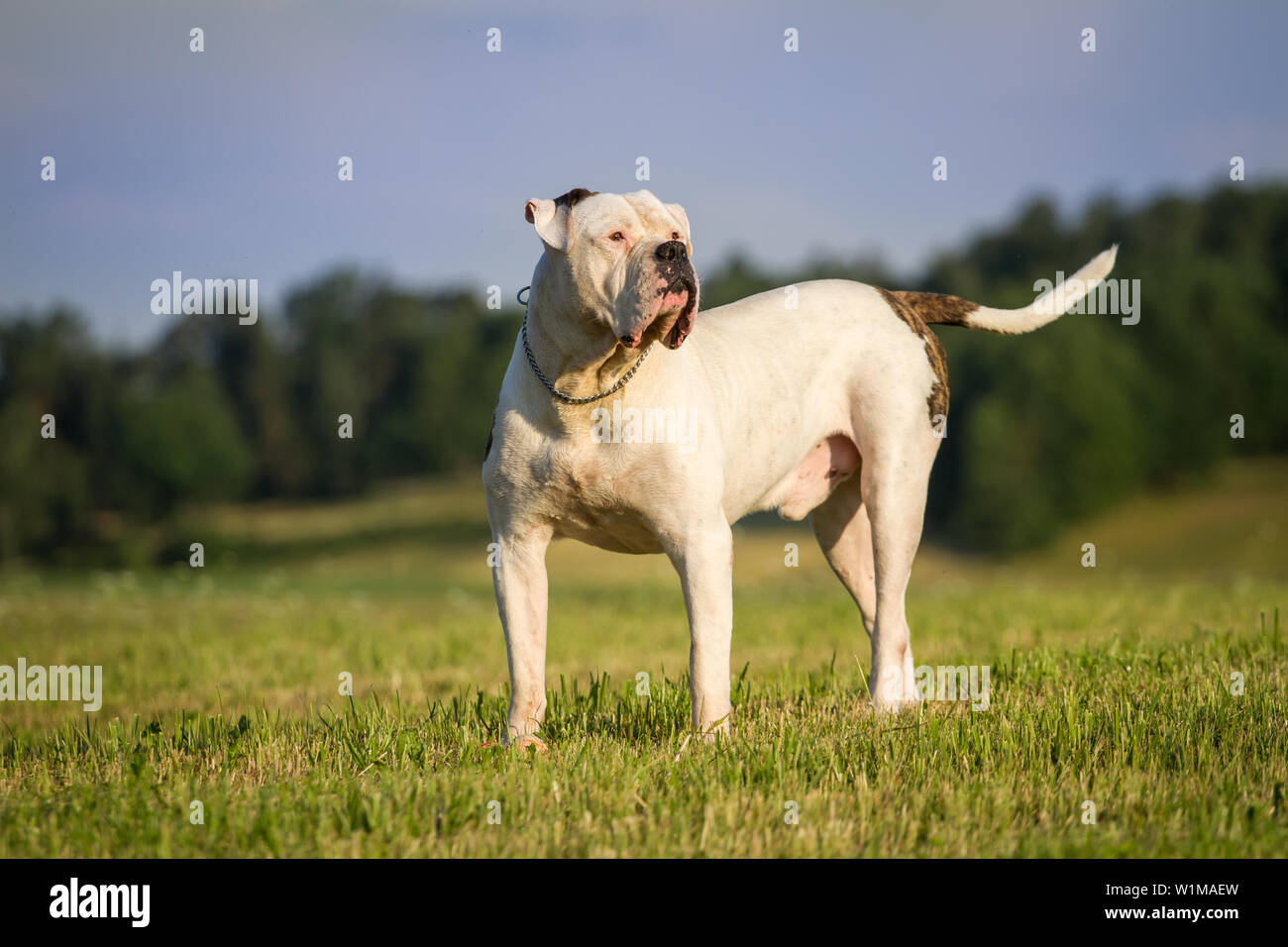 Stolze und starke amerikanische Bulldogge Rüde stehend Stockfoto