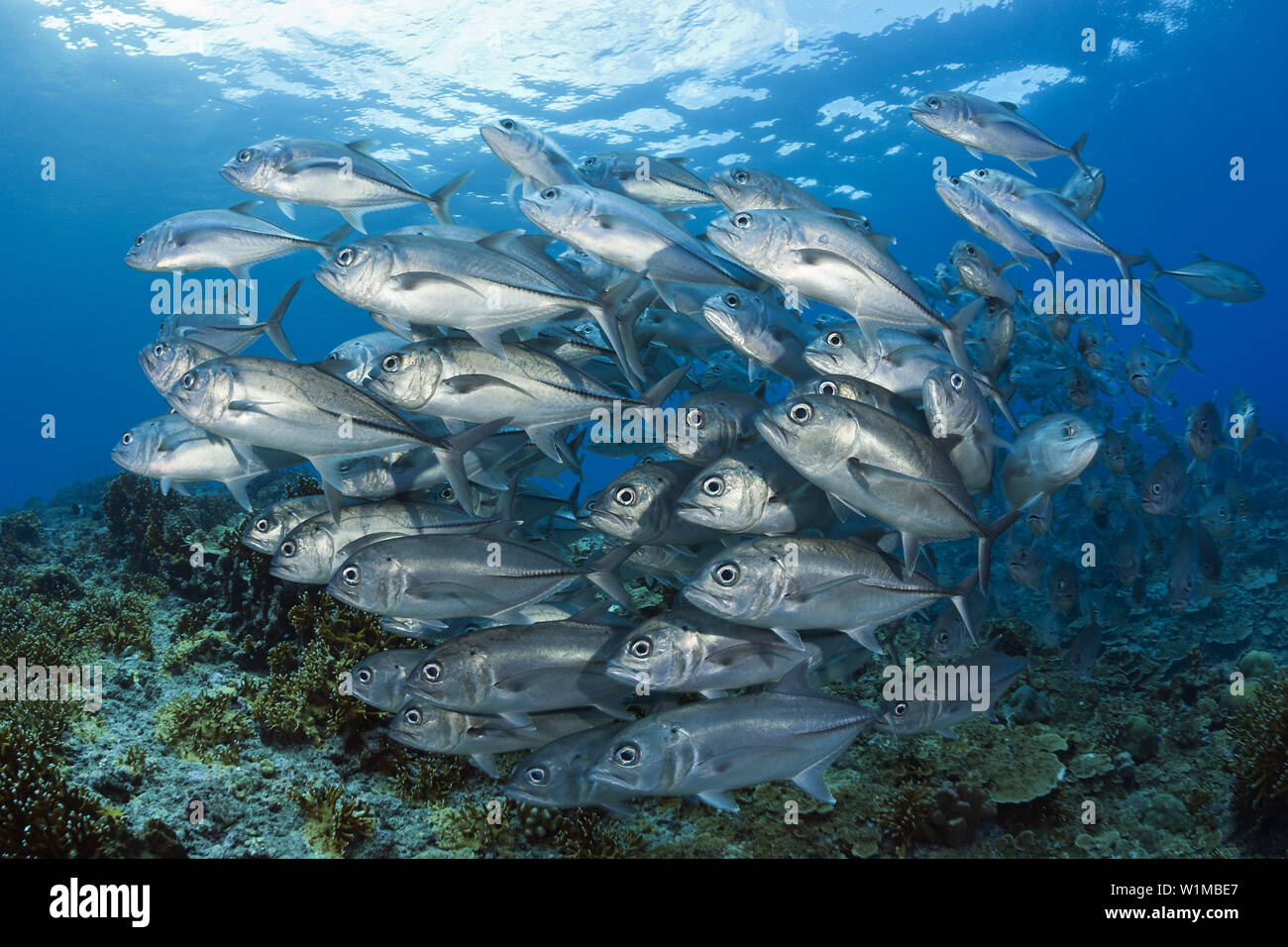 Schwarm von Bigeye Trevally, Caranx Sexfasciatus, Maria Island, Salomonen Stockfoto