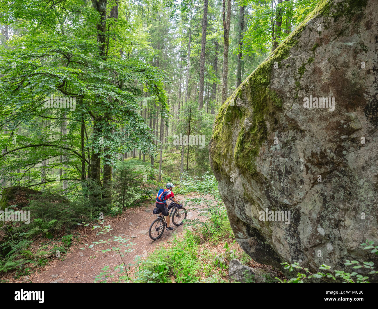 Biker bergauf durch den Wald Holz, Hinterzarten, Baden Württemberg, Deutschland Stockfoto