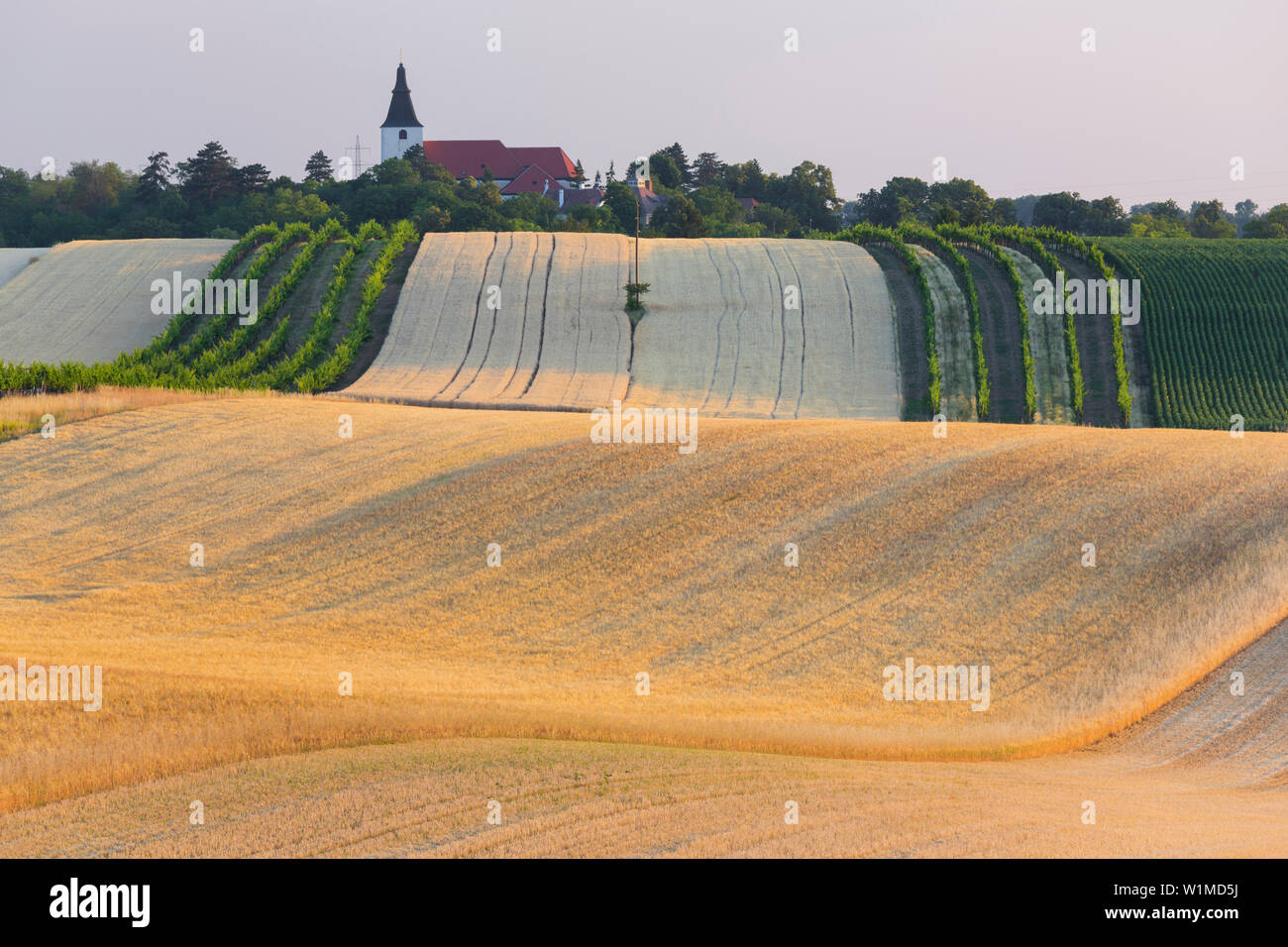 Felder in Angern an der März, Marchfeld, Lower Austria, Austria Stockfoto