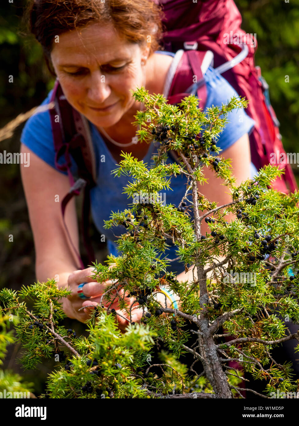 Frauen Wanderer sammeln Wacholder in der Wiese am Col du Hilsenfirst, Frankreich Stockfoto