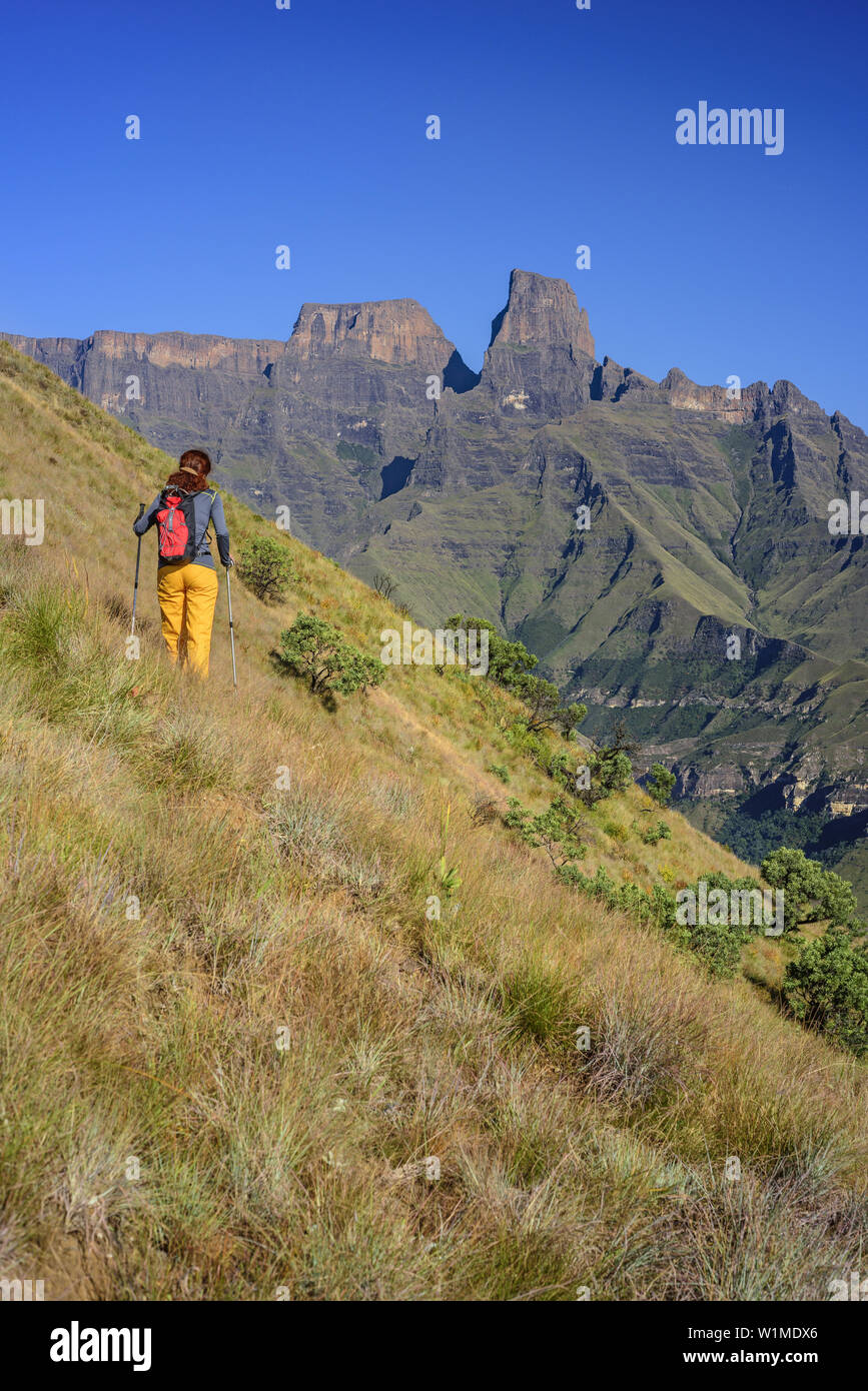 Frau wandern vor Amphitheater mit Sentinel, Tugela Tal, Amphitheater, Royal Natal Drakensberge, u Khahlamba-Drakensberg Park, Weltkulturerbe der UNESCO Stockfoto
