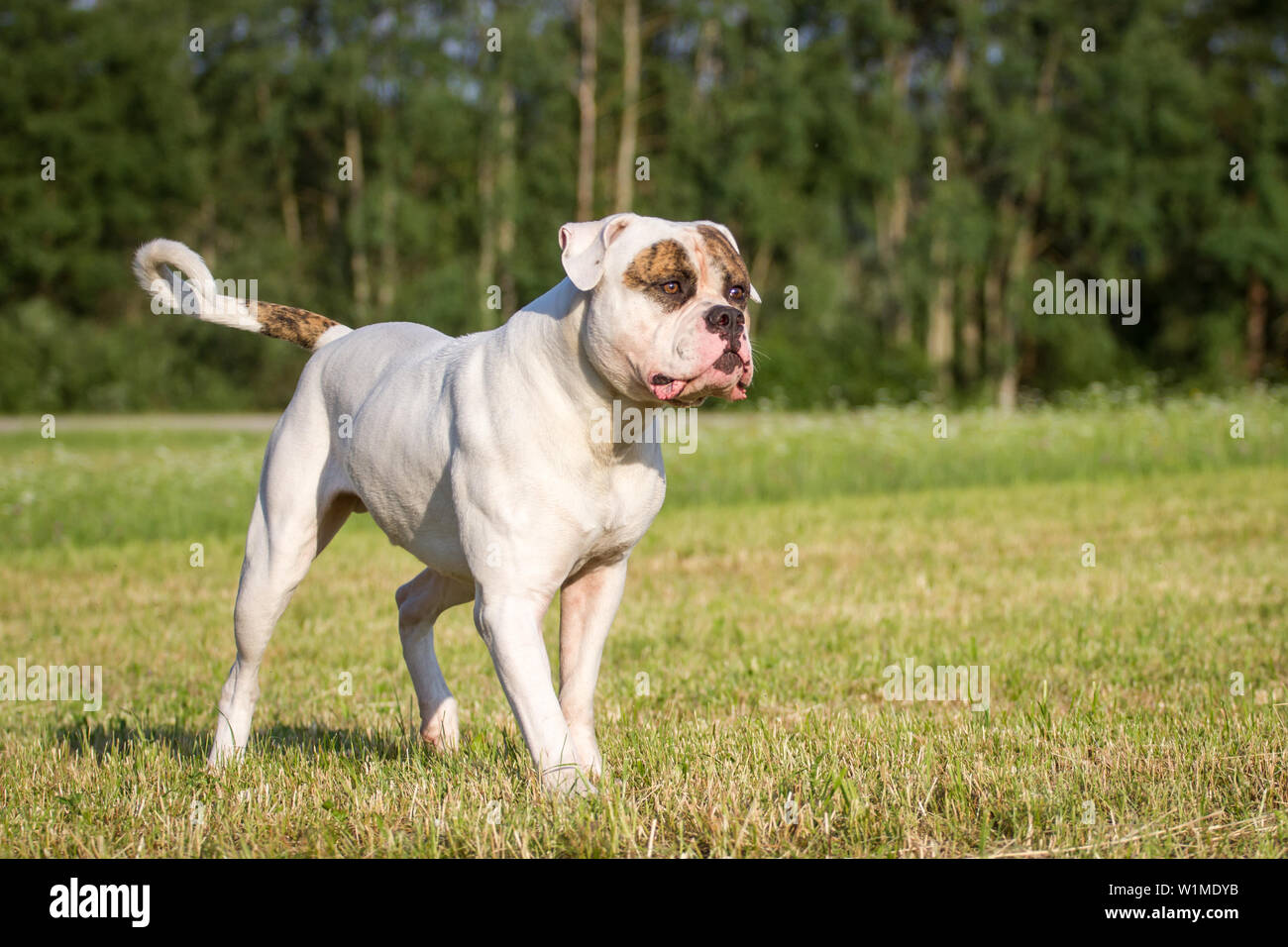 Stolze und starke amerikanische Bulldogge Rüde stehend Stockfoto