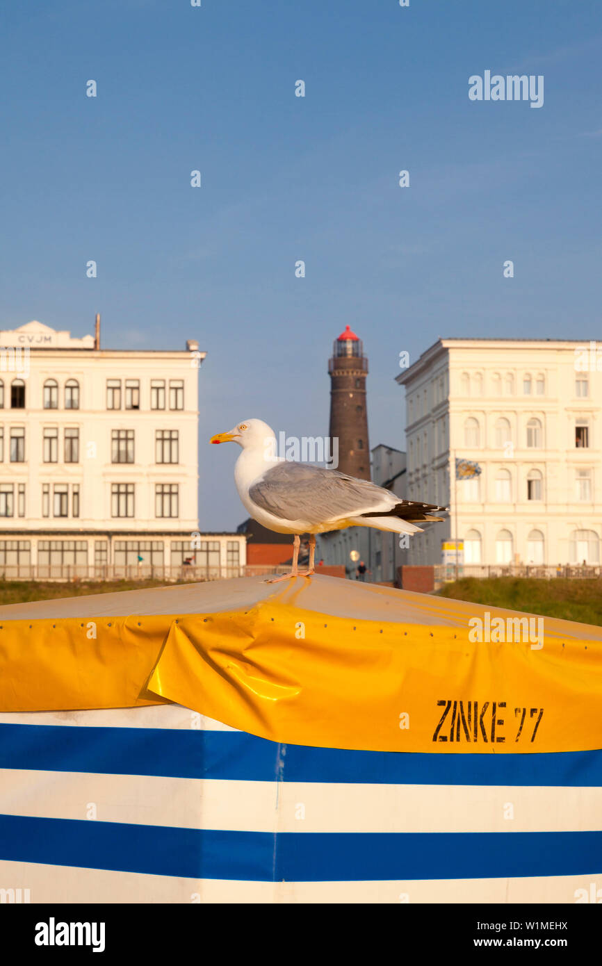 Möwe auf eine Liege, Leuchtturm im Hintergrund, Borkum, Ostfriesland, Niedersachsen, Deutschland Stockfoto