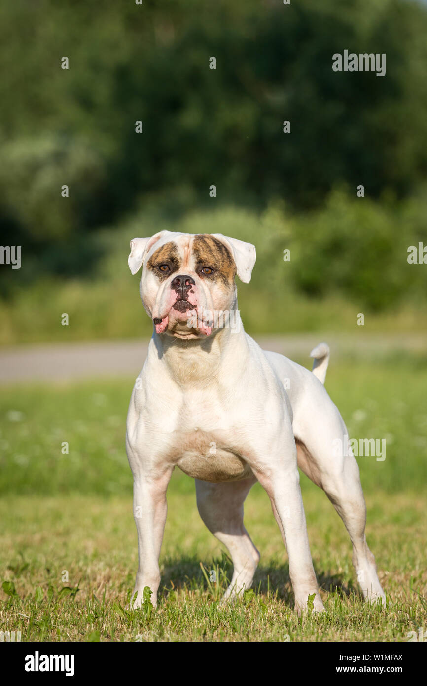 Stolze und starke amerikanische Bulldogge Rüde stehend Stockfoto