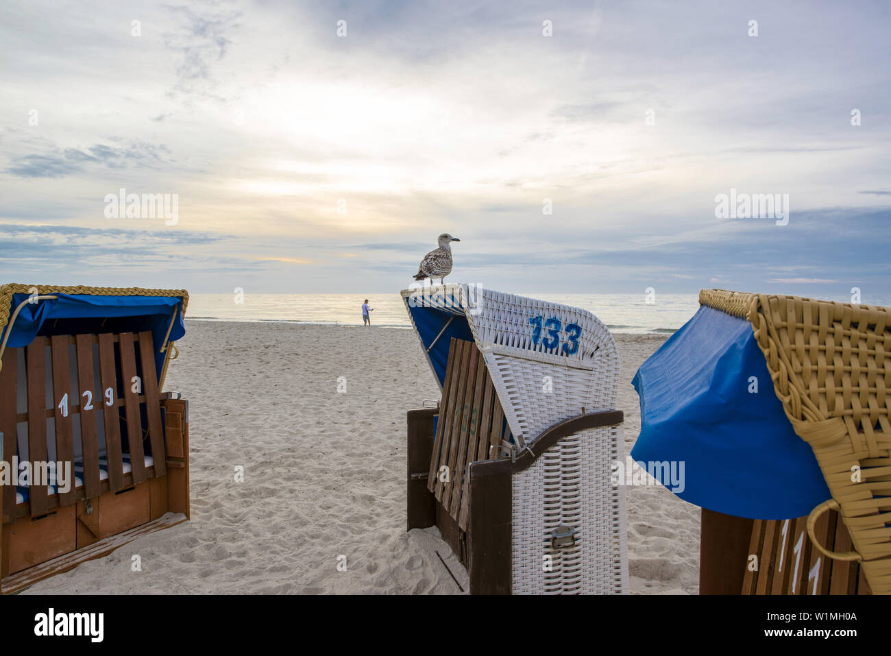 Eine Möwe sitzen auf einem Strandkorb. Dierhagen Darß Mecklenburg-Vorpommern, Deutschland Stockfoto