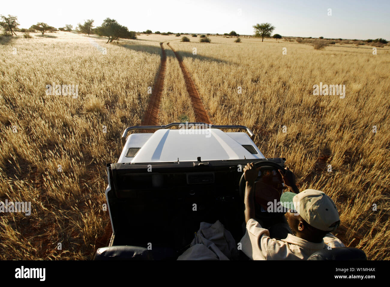 Ein Mann, ein Ranger mit einem offenen Allradantrieb Auto folgt Auto Titel an einem Nachmittag fahren Sie in den Busch. Gondwana Kalahari Park, Namibia, Afrika. Stockfoto
