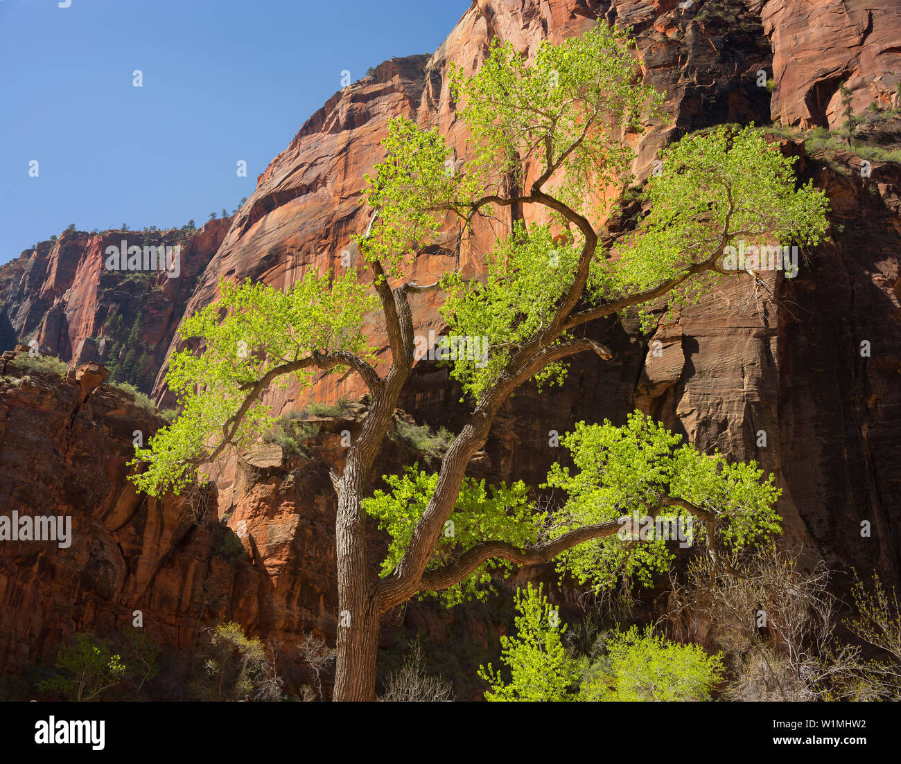 Cottonwood, Zion Nationalpark, Utah, USA Stockfoto