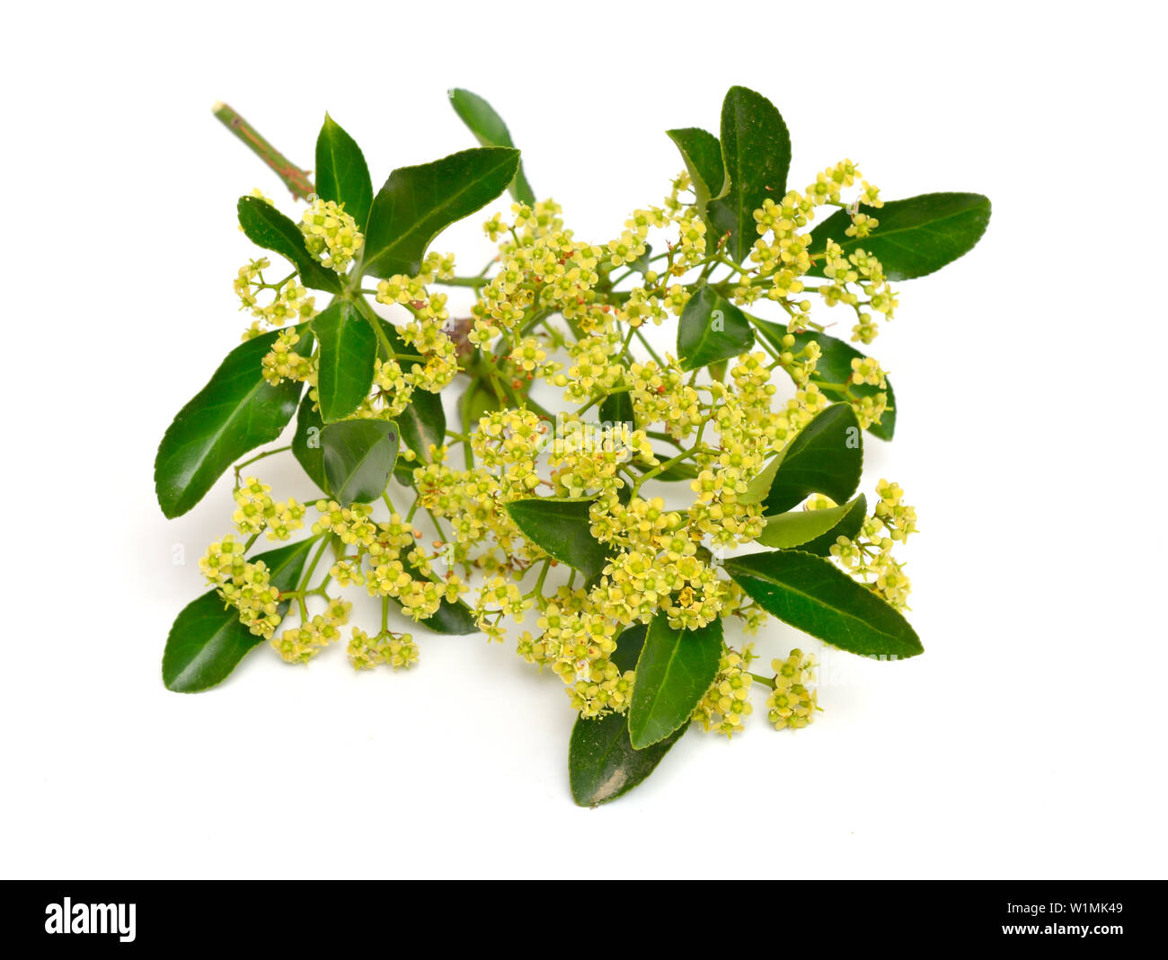 Euonymus japonicus oder Japanischen Spindel. Blumen. Auf weissem Hintergrund. Stockfoto