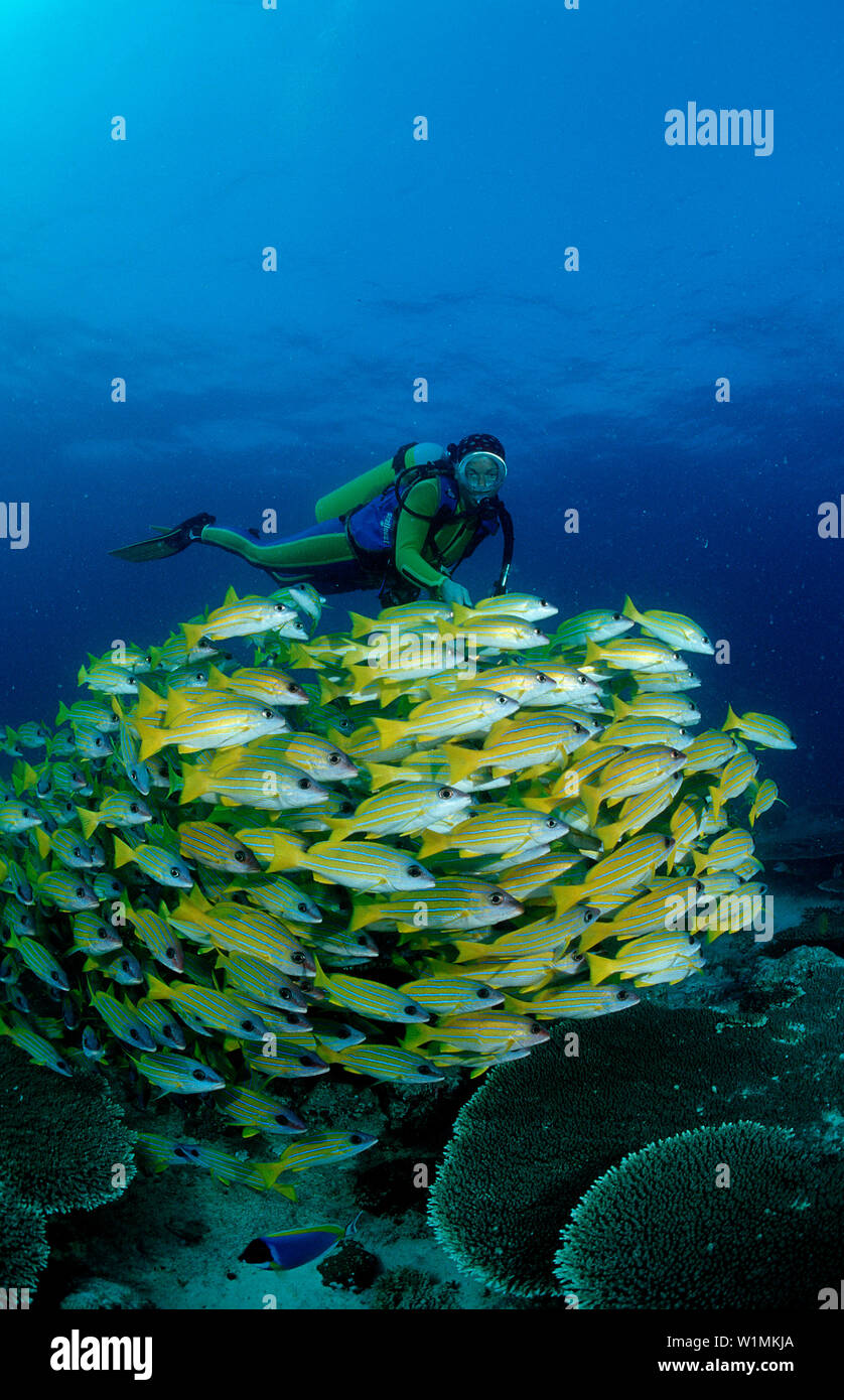 Schule fivelined Snapper und Scuba Diver, Lutjanus quinquelineatus, Malediven Inseln, Indischer Ozean, Ari Atol, Atoll Stockfoto