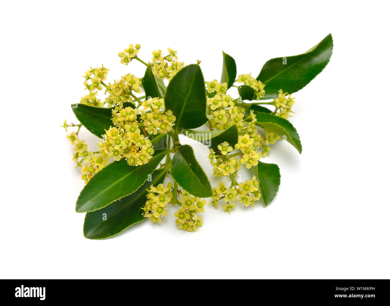 Euonymus japonicus oder Japanischen Spindel. Blumen. Auf weissem Hintergrund. Stockfoto