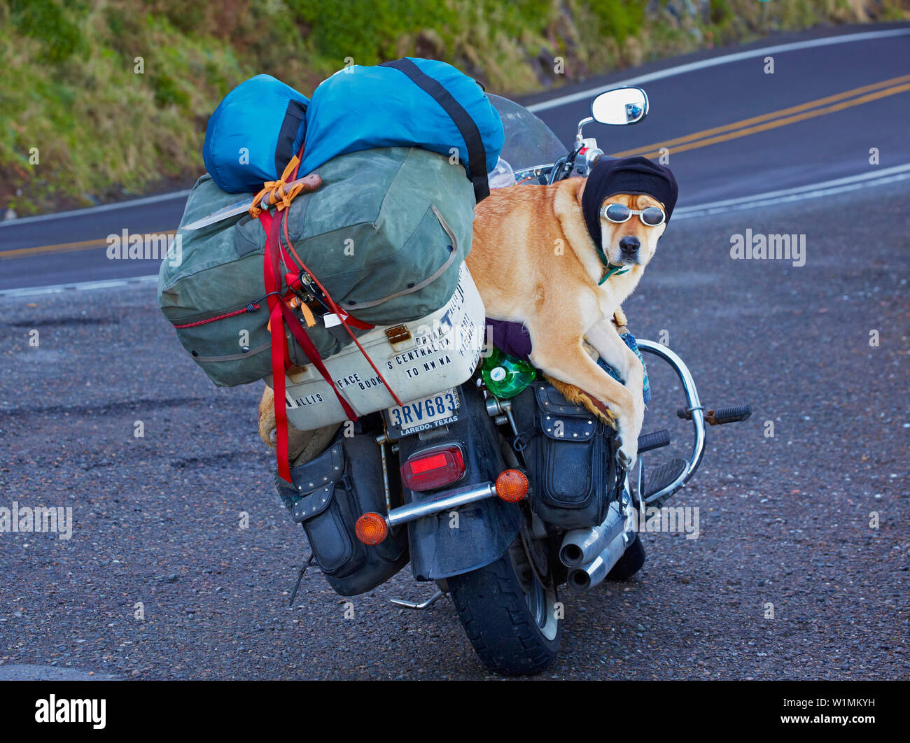 Motor-zyklus mit Hund am Heceta Head, nördlich von Florenz, Oregon, USA Stockfoto