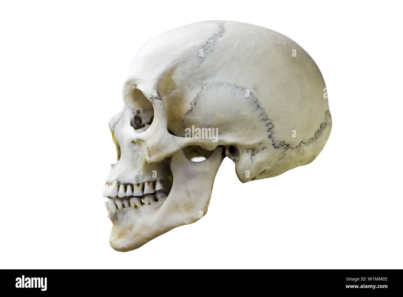 Weiß menschlicher Schädel Profil. auf weißem Hintergrund Stockfoto